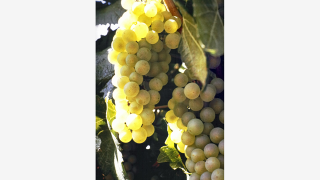 Illustration for article titled Why Genetically Engineered Grapes Would Make Great Wine